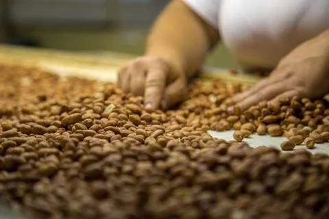 Peanut process industry brazil Stock Photos