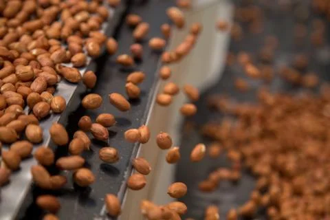 Peanut process industry brazil Foto stock