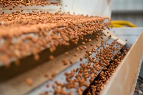 Peanut process industry brazil Fotos de archivo