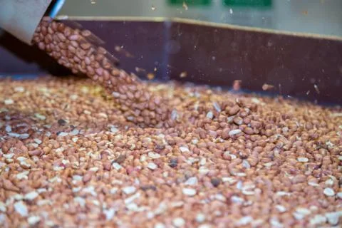 Peanut process industry brazil Stock Photos