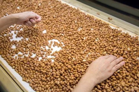 Peanut process industry brazil Foto stock