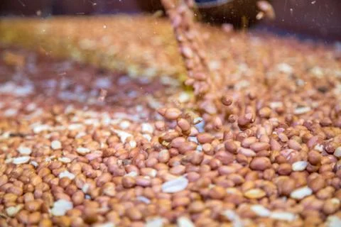 Peanut process industry brazil Fotos de archivo
