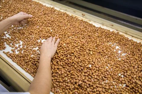 Peanut process industry brazil Fotos de archivo