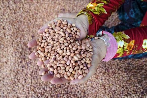 Peanut production factory, workers sorting peanuts by size and quality, Tan Foto stock