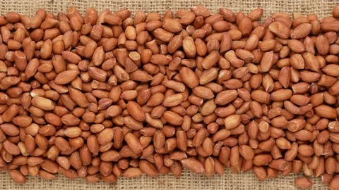 Peanut purified on sacking. Nuts, dolly shot. Stock Footage 143501027