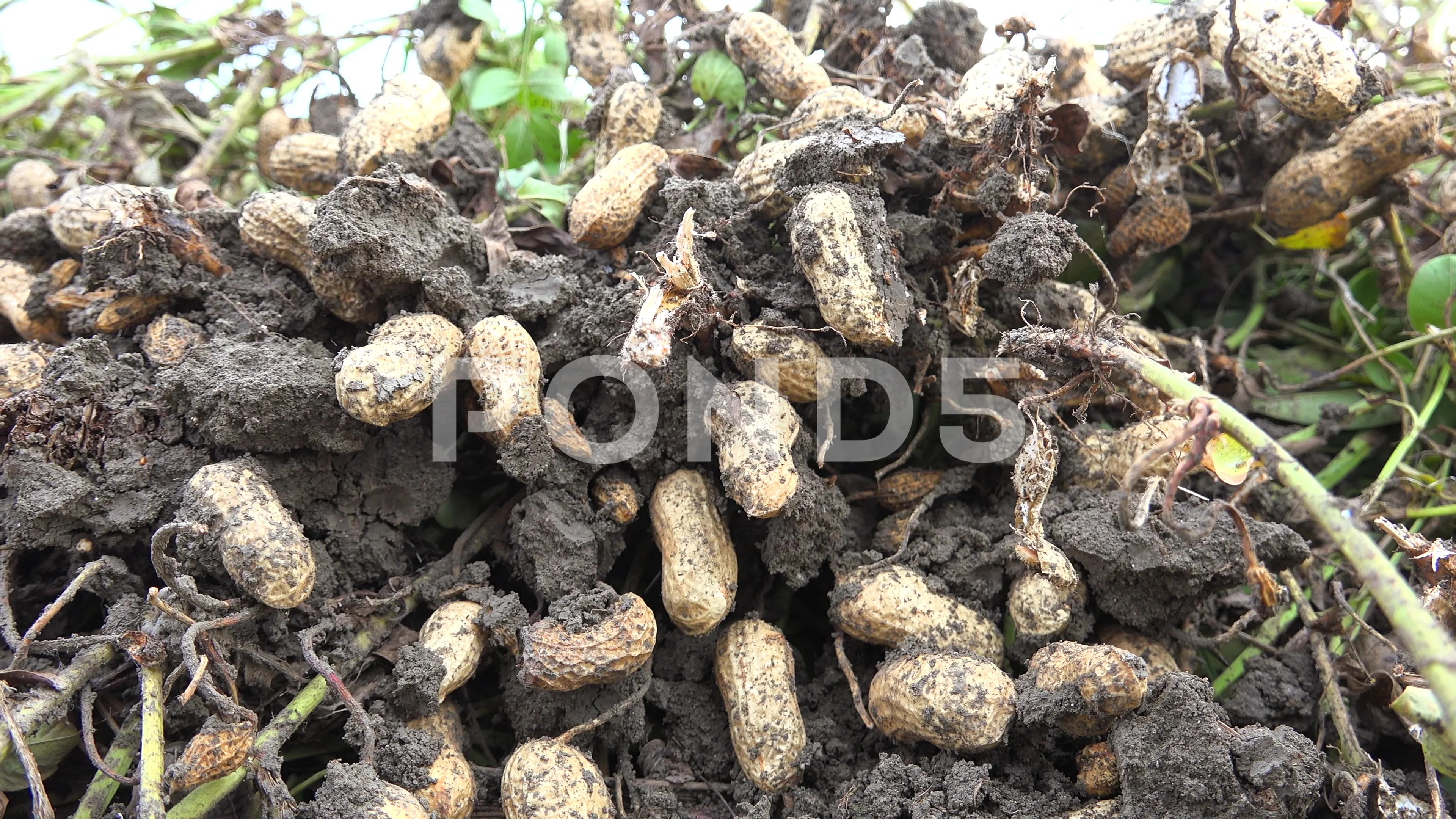 Groundnut Field