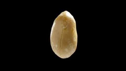 Peanut rotating on black background. Roasted peanut. Peeled nut. Tasty nut Stock Footage 292628026