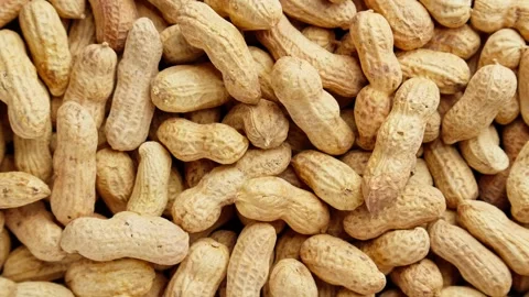 Peanut rotating. Unpeeled peanut background. Healthy food concept. Video stock 290302050