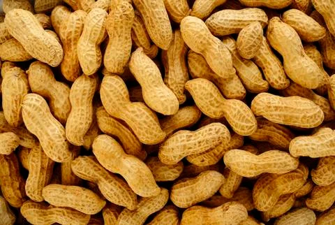 Peanut seed Stock Photos
