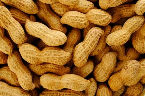 Peanut seed Stock Photos