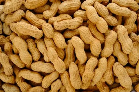 Peanut seed Stock Photos
