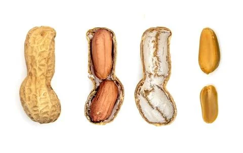 Peanut seed on white background Stock Photos