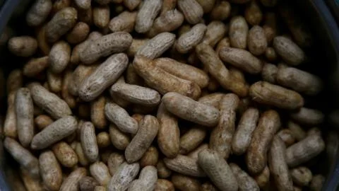 Peanut seeds Stock Photos