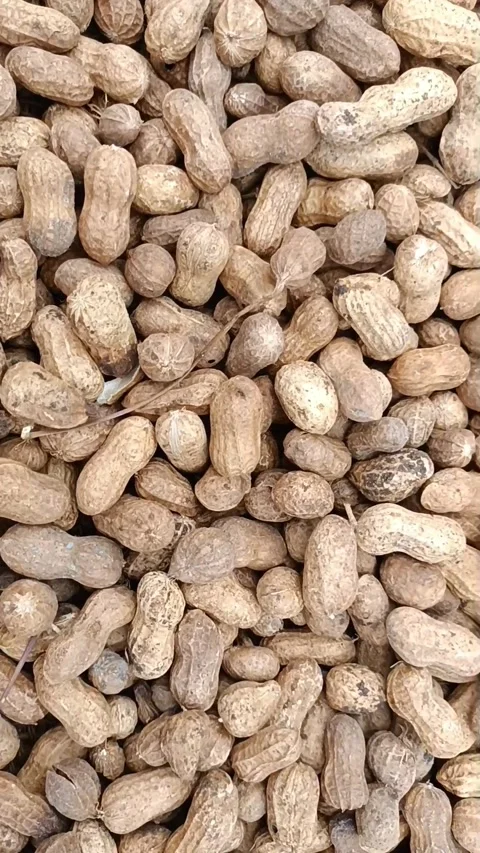 Peanut seeds pods or groundnut legume brown shell harvested Stock Footage 201606276