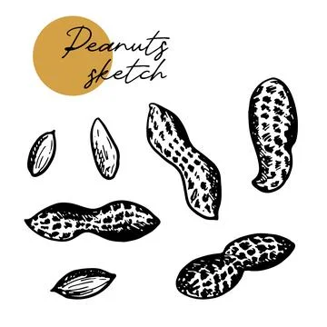 Peanut set. Ink sketch of nuts. Hand drawn vector illustration. Isolated on Stock Illustration