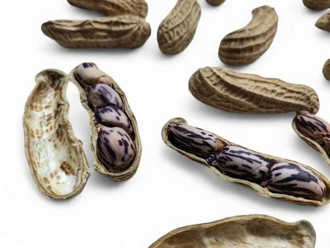 Peanut set isolated on white background. Whole and shelled groundnuts Stock Photos