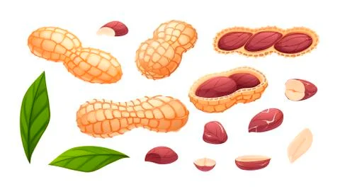 Peanut set, many views, single objects, isolated Stock Illustration