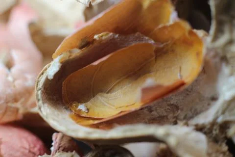 Peanut Shell Background. Stock Photos