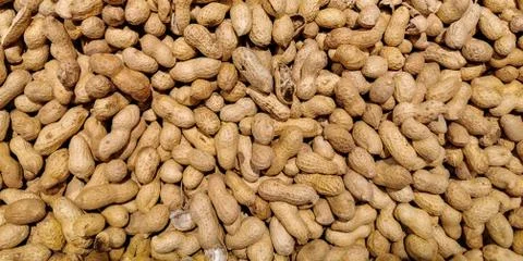 Peanut in a shell texture, dried peanuts with shell,peanut butter and peanut  Photos