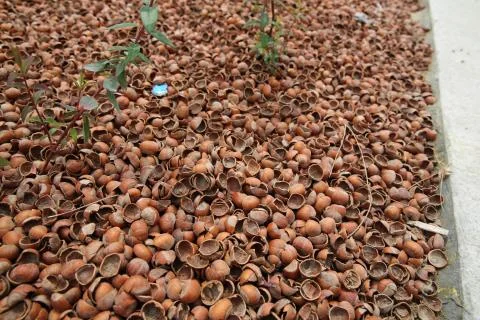 Peanut shells are scattered on the ground like mold. Hazelnut bark . Peanuts  Stock Photos