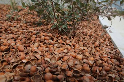 Peanut shells are scattered on the ground like mold. Hazelnut bark . Peanuts  Stock Photos