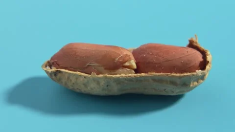 Peanut shells rotate on a blue background. Stock Footage 299691214
