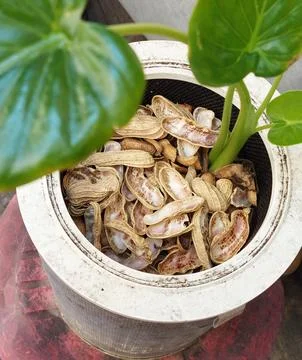 Peanut shells scattered around the base of a potted plant Stock Photos