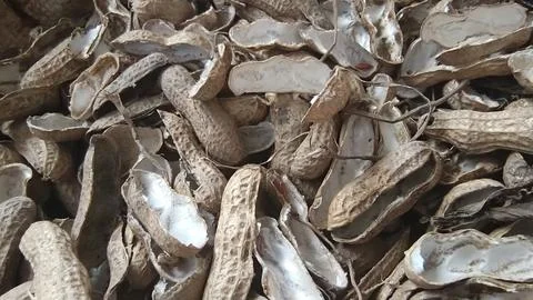 Peanut Shells Texture Background Natural Agricultural Waste Stock Photos