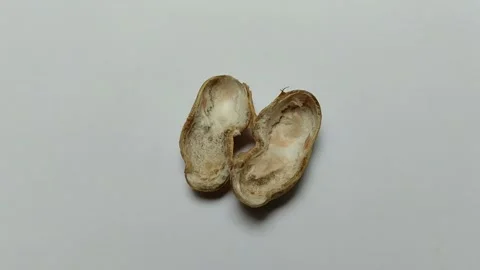 Peanut shells on white background Stock Footage 293124690