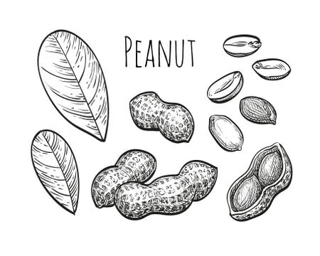 Peanut sketch set Stock Illustration