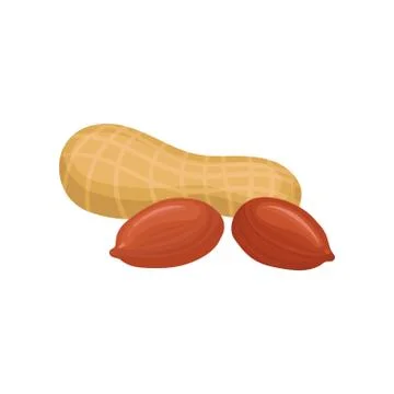 Peanut, source of edible oil vector Illustration on a white background Stock Illustration