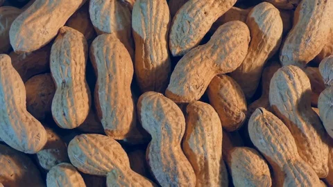 Peanut is spinning Stock Footage 107439078