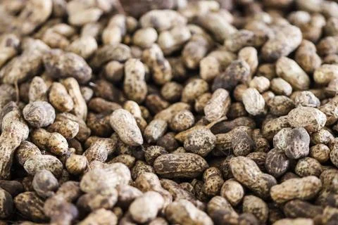 Peanut Texture in Shell, Raw Unhulled Groundnut Pile, Macro View of Organic.. Stock-Fotos