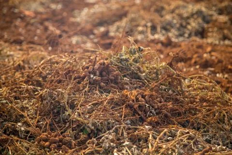 Peanut tractor Stock Photos