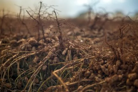 Peanut tractor Foto stock