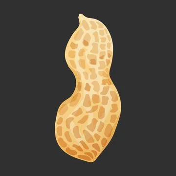 Peanut vector drawing Stock Illustration