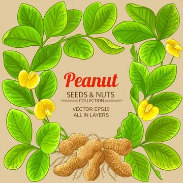 Peanut vector frame on color background Stock Illustration