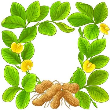 Peanut vector frame on white background Stock Illustration