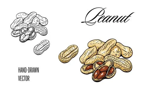 Peanut vector illustration in black outline and color styles Stock Illustration