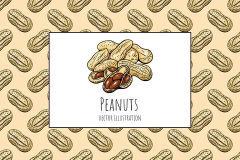 Peanut vector illustration with seamless background and hand drawn style Stock Illustration