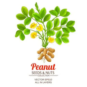 Peanut vector illustration on white background Stock Illustration