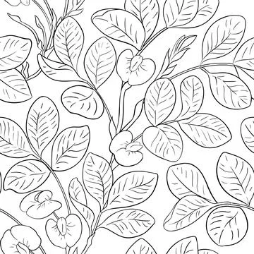 Peanut vector pattern on white background Stock Illustration