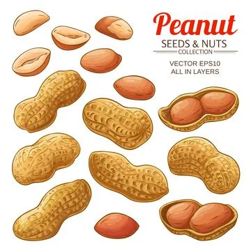 Peanut vector set on white background Stock Illustration