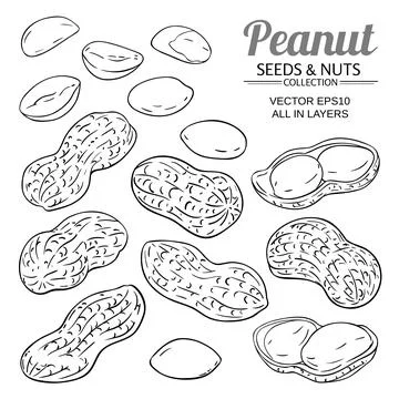 Peanut vector set on white background Stock Illustration