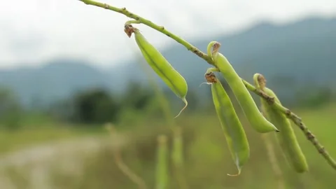 Peanut wild plant Video stock 246865859