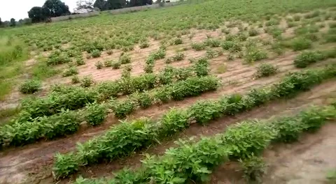 Peanut/Groundnut Farm Stock Footage 160583347