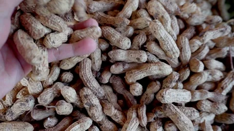 Peanuts after the harvest Stock Footage 292616272