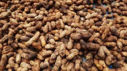 Peanuts that are drying in the sun Stock Photos
