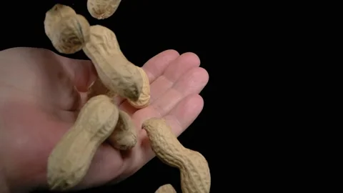 Peanuts are poured on the hand on the black background. Super slow motion. Stockbeeldmateriaal 149242469