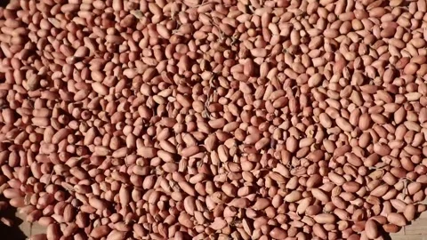 Peanuts being sifted on a bamboo tray. Vidéo 330829440